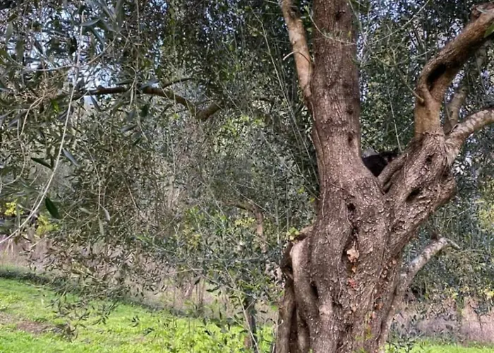 Eleni Villa Velonádes